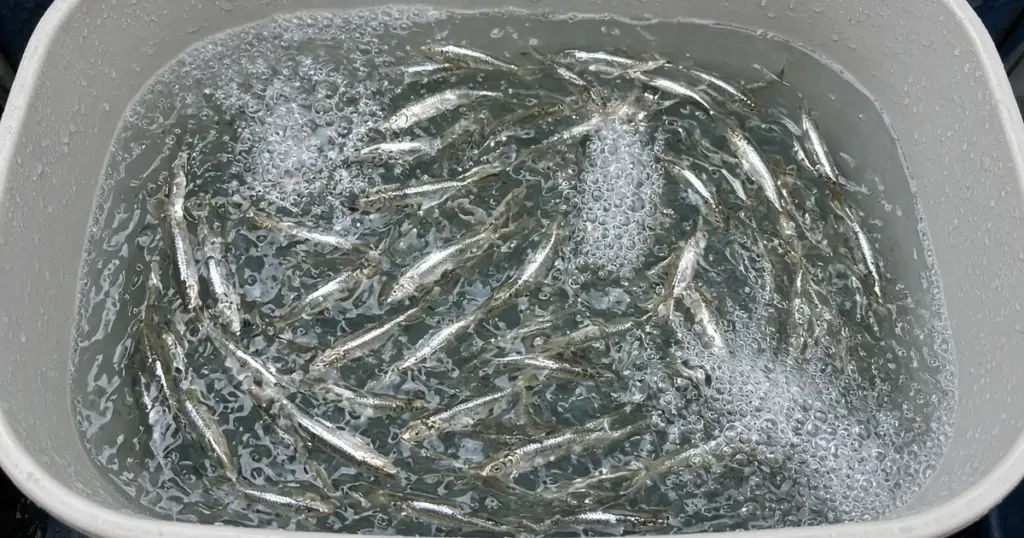 Aerated livewell full of baitfish on a boat