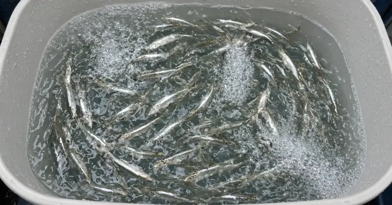 Aerated livewell full of baitfish on a boat